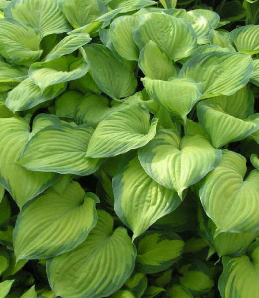 Hosta 'Guacamole'